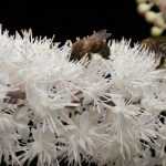 Cimicifuga: plantar, cultivar y cuidar