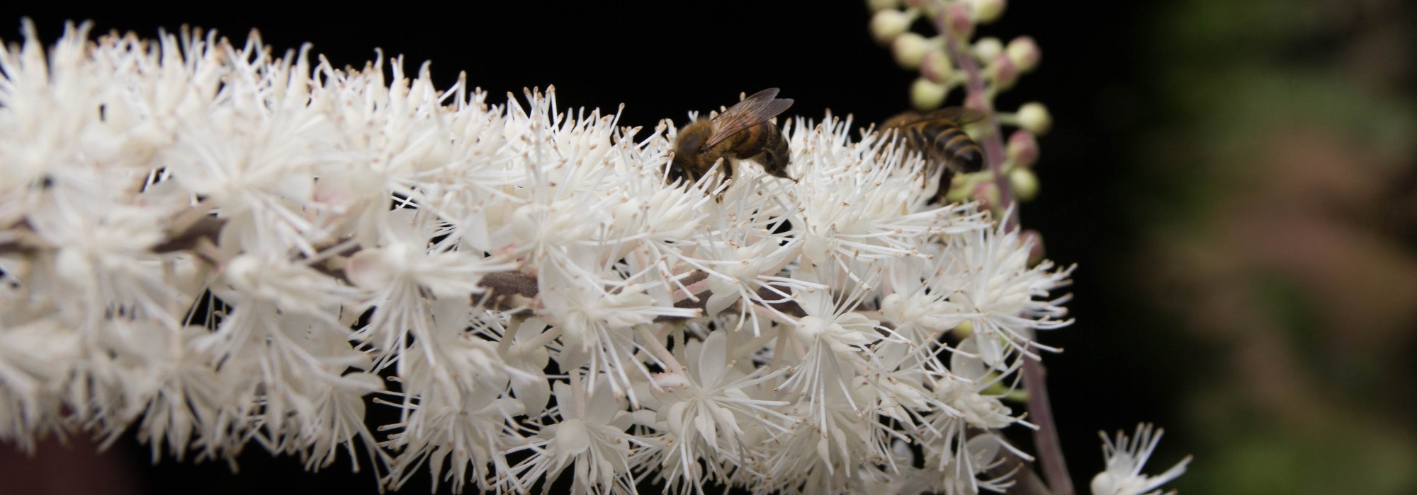 Cimicifuga: plantar, cultivar y cuidar