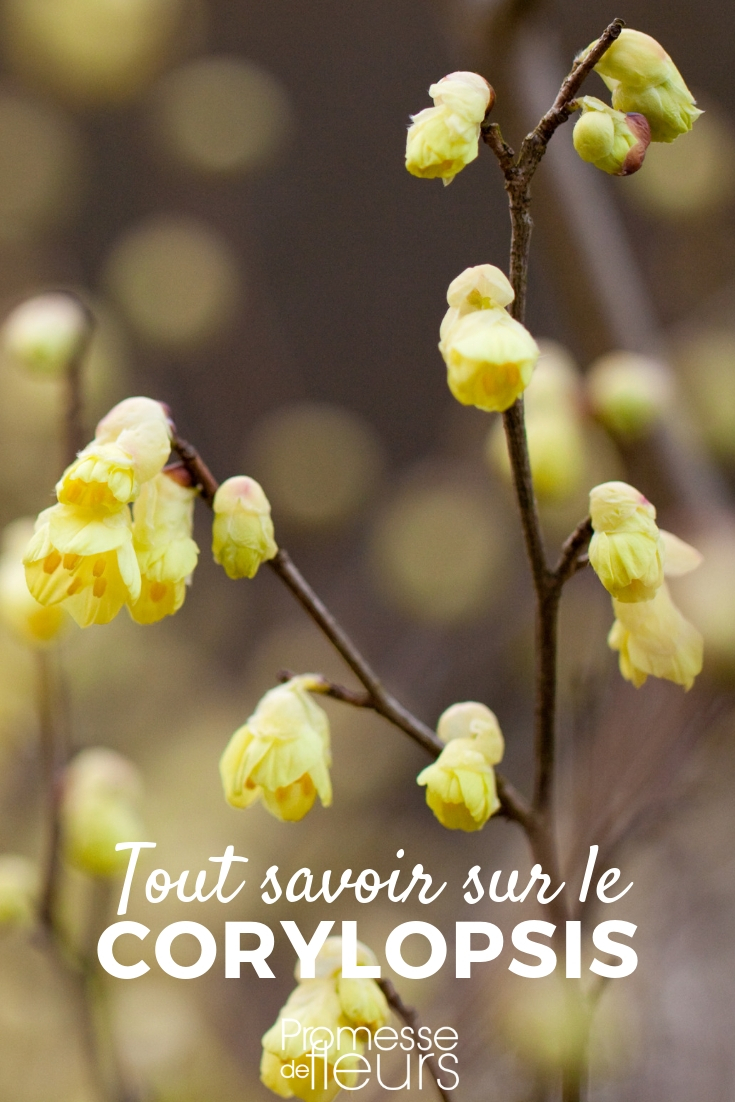 Corylopsis, falso avellano