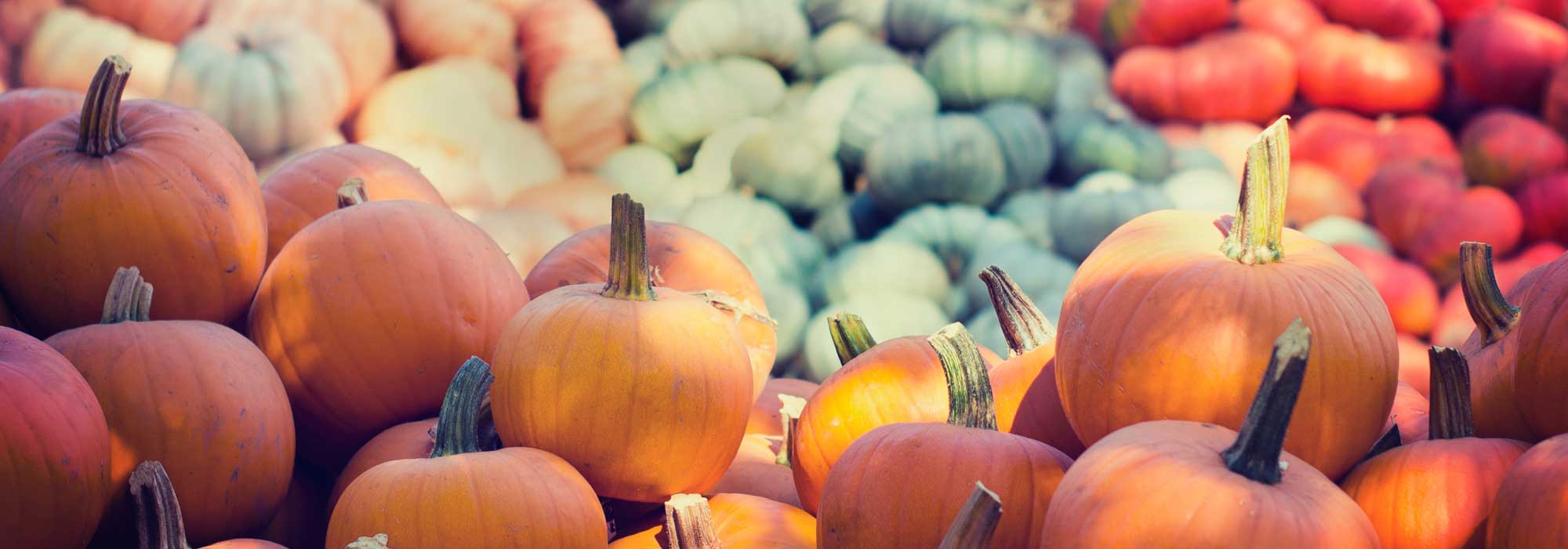 Calabazas: sembrar, plantar, cultivar, cosechar