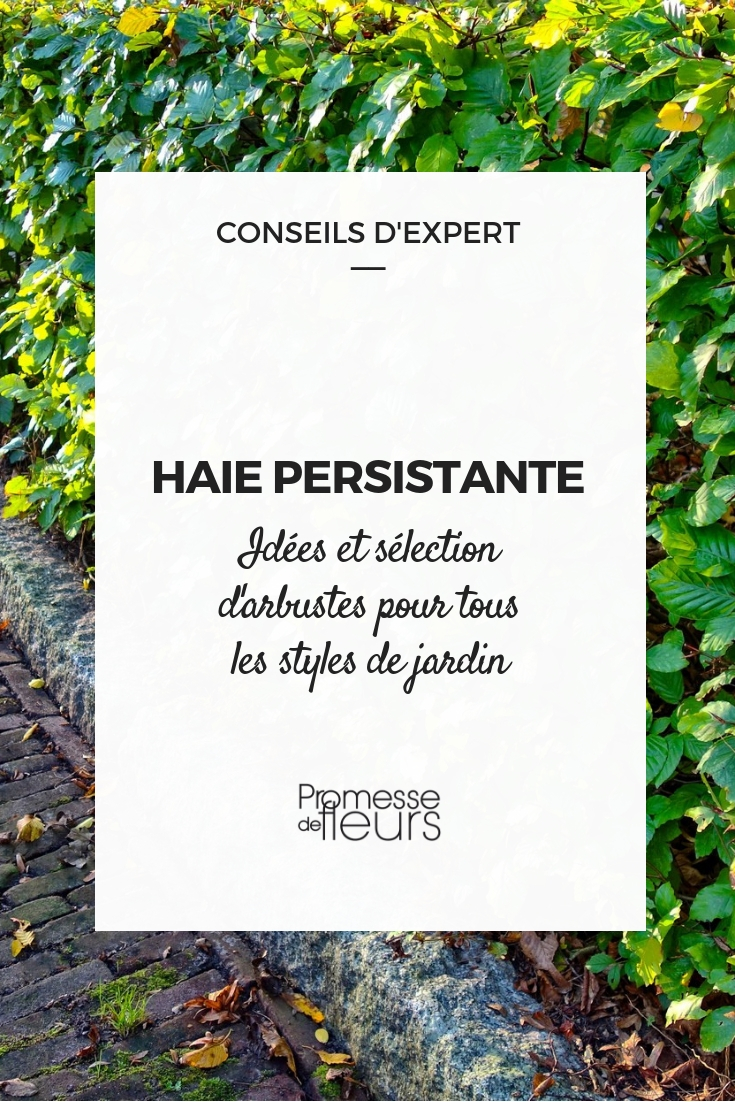 arbustos de seto de follaje perenne