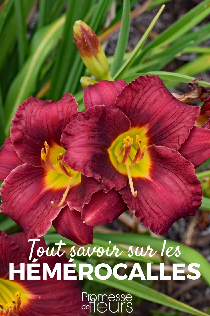 Hemerocallis, lirio de un día: consejos de plantación, cultivo y mantenimiento