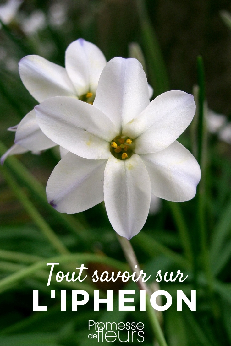 Ipheion: plantar, cultivar