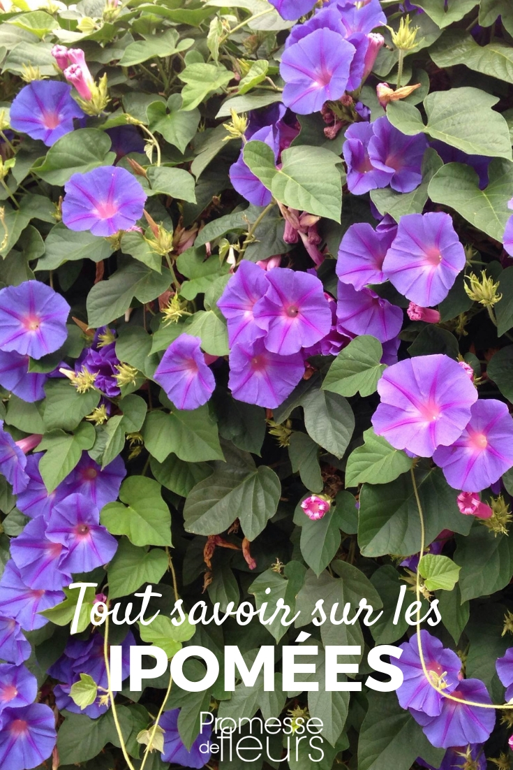 ipomeas, campanillas: siembra, plantación, cultivo