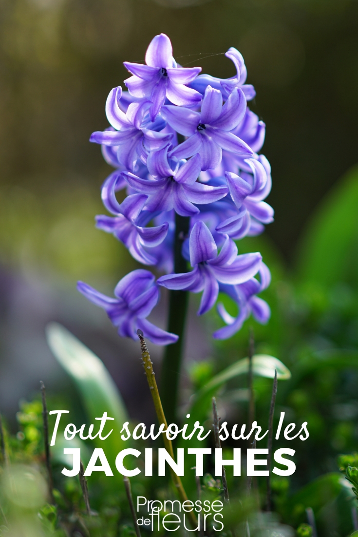 jacinto: plantación, cultivo y cuidados