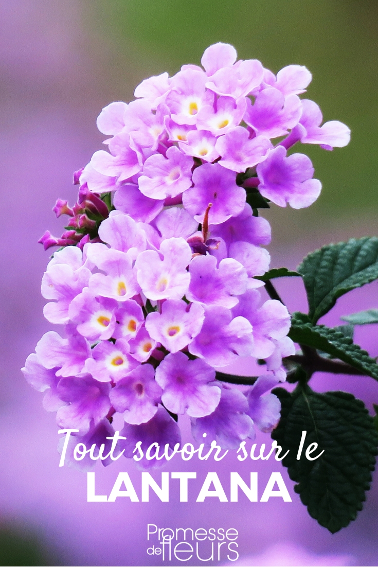 Lantana: plantación, cultivo y cuidados

La lantana es una planta ornamental muy apreciada por sus coloridas flores y su resistencia. Originaria de las regiones tropicales de América, esta planta perenne se ha adaptado perfectamente a los climas mediterráneos y se cultiva tanto en macetas como en jardines. A continuación, te ofrecemos una guía completa sobre cómo plantar, cultivar y cuidar la lantana para que puedas disfrutar de su belleza durante todo el año.

**Plantación de la lantana**

1. **Época de plantación**: El mejor momento para plantar la lantana es en primavera, cuando el riesgo de heladas ha pasado y el suelo comienza a calentarse.
2. **Ubicación**: La lantana prefiere lugares soleados, ya que necesita al menos 6 horas de luz solar directa al día para florecer abundantemente.
3. **Suelo**: Esta planta se adapta a una amplia variedad de suelos, pero prefiere aquellos que son bien drenados y ligeramente ácidos. Asegúrate de que el suelo no retenga demasiada agua, ya que el exceso de humedad puede provocar la pudrición de las raíces.
4. **Plantación en macetas**: Si decides cultivar la lantana en macetas, elige un recipiente con agujeros de drenaje y utiliza un sustrato ligero y bien drenado.

**Cultivo de la lantana**

1. **Riego**: La lantana es una planta resistente a la sequía, pero durante los primeros meses después de la plantación es importante mantener el suelo ligeramente húmedo. Una vez establecida, riega solo cuando el suelo esté seco al tacto.
2. **Fertilización**: Aplica un fertilizante equilibrado cada 4-6 semanas durante la temporada de crecimiento para promover una floración abundante.
3. **Poda**: La lantana responde muy bien a la poda. Poda ligeramente a principios de primavera para estimular un crecimiento más compacto y una floración más profusa. También puedes podar las flores marchitas para fomentar la aparición de nuevas flores.

**Cuidados de la lantana**

1. **Protección contra el frío**: En regiones con inviernos fríos, la lantana puede comportarse como una planta anual o perder sus hojas. Para protegerla, puedes cubrirla con un mantillo o trasladarla a un lugar protegido si está en maceta.
2. **Plagas y enfermedades**: La lantana es generalmente resistente a plagas y enfermedades, pero puede ser afectada por ácaros, pulgones o cochinillas. Vigila regularmente y trata con insecticidas naturales si es necesario.
3. **Multiplicación**: La lantana se puede propagar fácilmente mediante esquejes tomados en primavera o verano. Coloca los esquejes en un sustrato húmedo y mantenlos en un lugar cálido hasta que desarrollen raíces.

Con estos consejos, podrás disfrutar de la lantana en tu jardín o balcón, añadiendo un toque de color y alegría a tu espacio exterior. ¡No dudes en experimentar con diferentes variedades para crear combinaciones únicas!