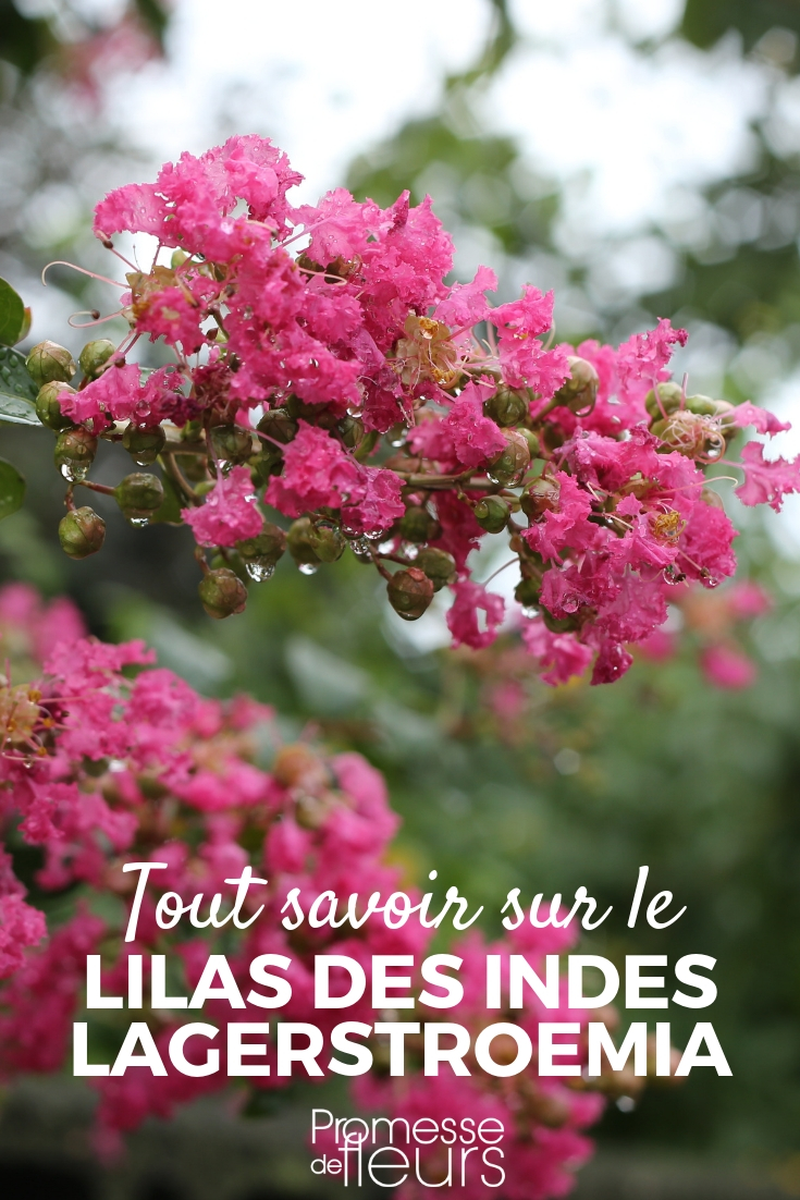 Lila de las Indias, Lagerstroemia: consejos de cultivo y poda