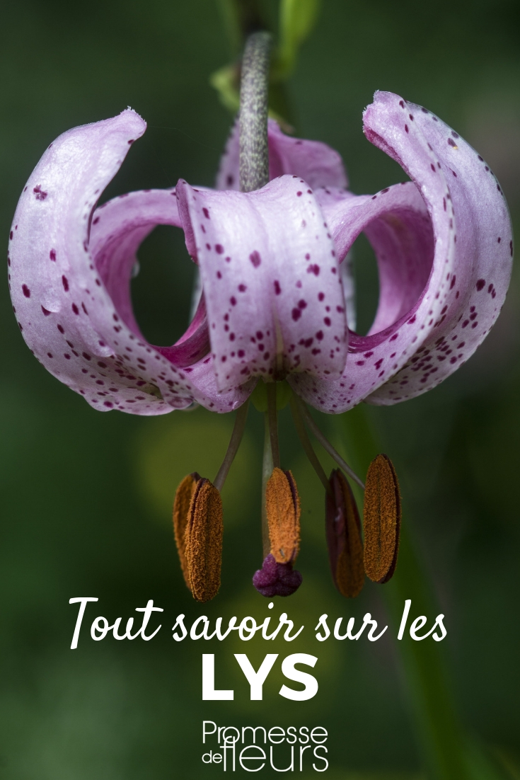 Lee: consejos de plantación, cultivo y mantenimiento