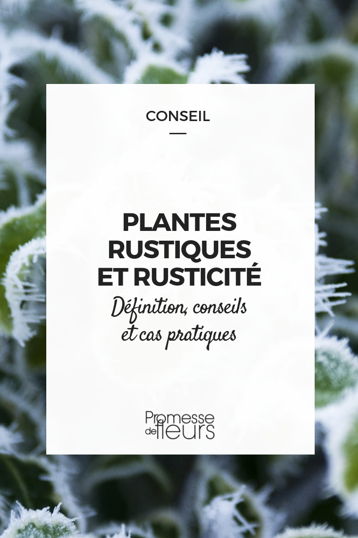 Planta rústica y rusticidad: definición, consejos