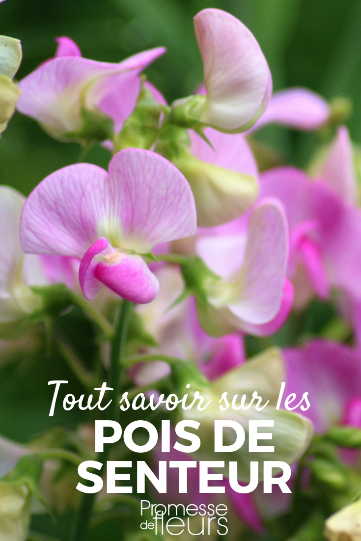 Guisante de olor: siembra, plantación, cultivo - consejos