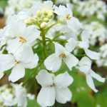 7 vivaces tempranas para plantar en octubre