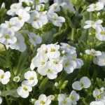 Arabis, Cesta de Plata: plantar y cuidar