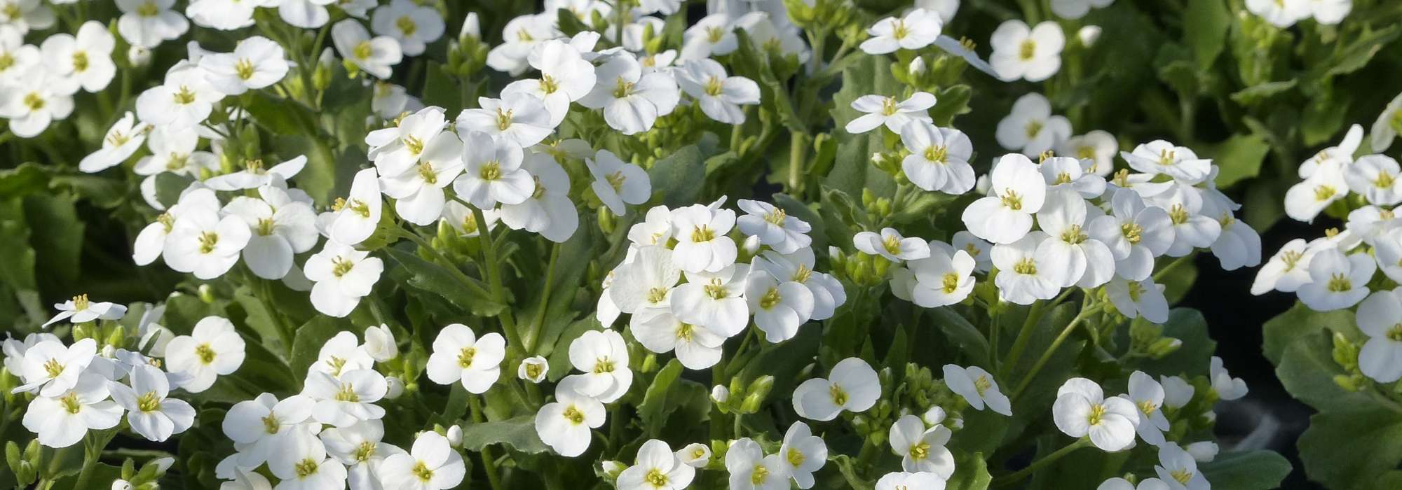 Arabis, Cesta de Plata: plantar y cuidar