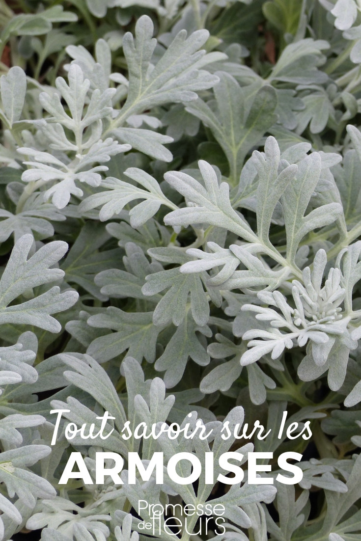 Artemisa, Artemisia: plantación y cuidados

La artemisa, también conocida como Artemisia, es una planta versátil y resistente que puede añadir un toque de elegancia y textura a tu jardín. Con su follaje plateado y su aroma distintivo, esta planta es una excelente opción para bordes, rocallas o incluso como planta de compañía en el huerto. Aquí te ofrecemos una guía completa sobre cómo plantar y cuidar la artemisa.

**Plantación de la artemisa**

1. **Elección del lugar**: La artemisa prefiere un lugar soleado, aunque también puede tolerar la sombra parcial. Asegúrate de que el suelo esté bien drenado, ya que esta planta no tolera el exceso de humedad.

2. **Preparación del suelo**: Aunque la artemisa es bastante adaptable, prefiere suelos pobres y arenosos. Si tu suelo es muy rico en nutrientes, considera añadir un poco de arena para mejorar el drenaje.

3. **Plantación**: Cava un hoyo un poco más grande que el cepellón de la planta. Coloca la artemisa en el hoyo y rellena con tierra, asegurándote de que la parte superior del cepellón quede al nivel del suelo. Riega bien después de plantar.

**Cuidados de la artemisa**

1. **Riego**: La artemisa es una planta resistente a la sequía, por lo que no necesita riego frecuente. Riega solo cuando el suelo esté completamente seco.

2. **Poda**: Para mantener la forma y promover un crecimiento denso, poda la artemisa a principios de la primavera. También puedes recortar las puntas durante la temporada de crecimiento para evitar que la planta se vuelva demasiado leñosa.

3. **Fertilización**: La artemisa no requiere mucho fertilizante. De hecho, demasiados nutrientes pueden hacer que la planta crezca demasiado y pierda su forma compacta. Si es necesario, aplica un fertilizante balanceado en primavera.

4. **Plagas y enfermedades**: La artemisa es generalmente resistente a plagas y enfermedades. Sin embargo, vigila la presencia de pulgones o mildiu, especialmente en condiciones de humedad excesiva.

**Usos de la artemisa**

Además de su valor ornamental, la artemisa tiene varios usos prácticos. Es conocida por sus propiedades medicinales y se utiliza en la preparación de tés y remedios naturales. También es una excelente planta de compañía en el huerto, ya que puede repeler ciertas plagas.

Con estos consejos, podrás disfrutar de una artemisa saludable y vibrante en tu jardín. ¡Buena suerte!