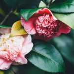 Camelias: plantar, podar y cuidar