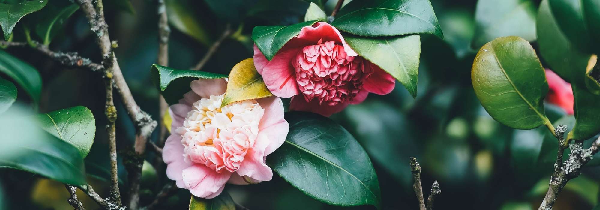 Camelias: plantar, podar y cuidar