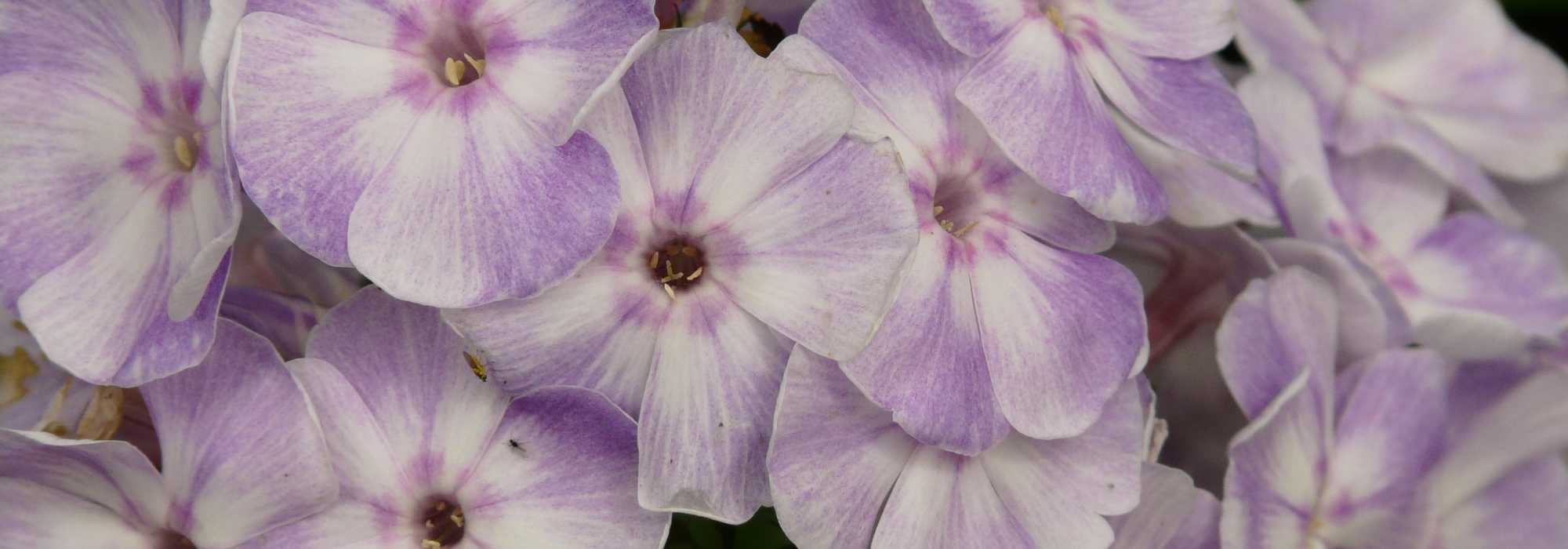 Longevidad de las plantas perennes