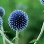 Echinops: plantar, cultivar y cuidar