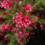 Grevillea: plantar, podar y mantener