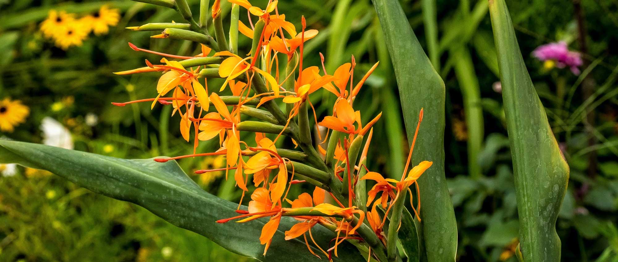 Hedychium: plantar, cultivar y cuidar