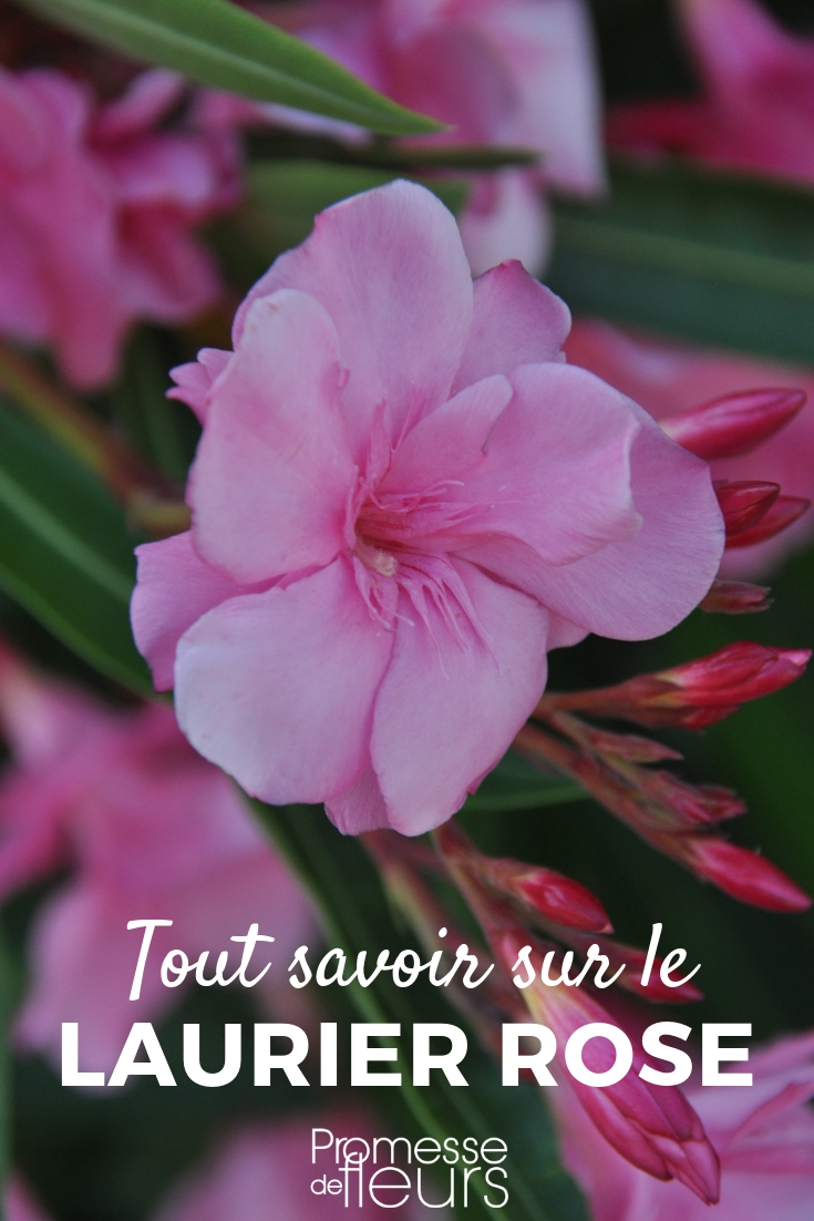 laurel rosa, nerium oleander: plantar, podar, cuidar