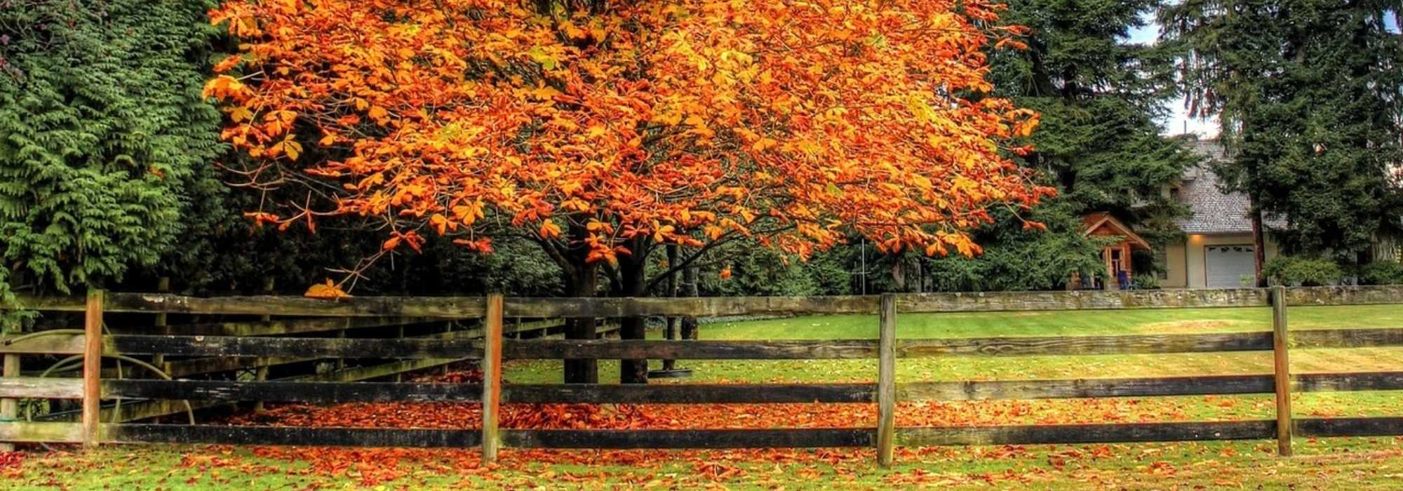 Plantación de árboles y arbustos: ¿Qué dice la ley? 8 preguntas y respuestas