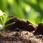 Cómo sembrar plantas perennes con éxito