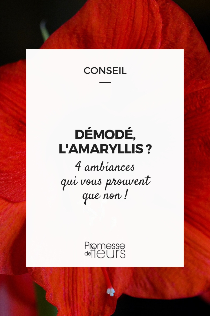 Amarilis