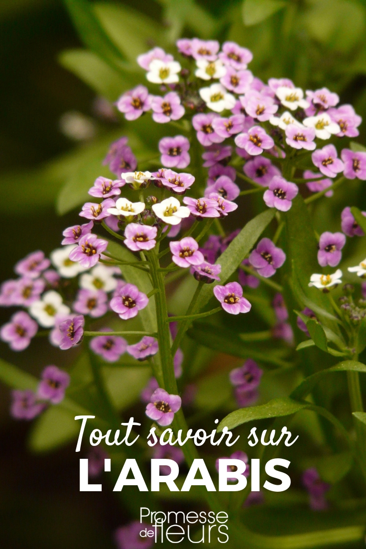 Arabis, Arabeta: plantar, cultivar, cuidar