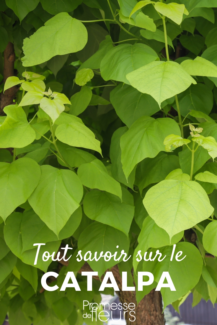 catalpa: plantar, podar, cuidar