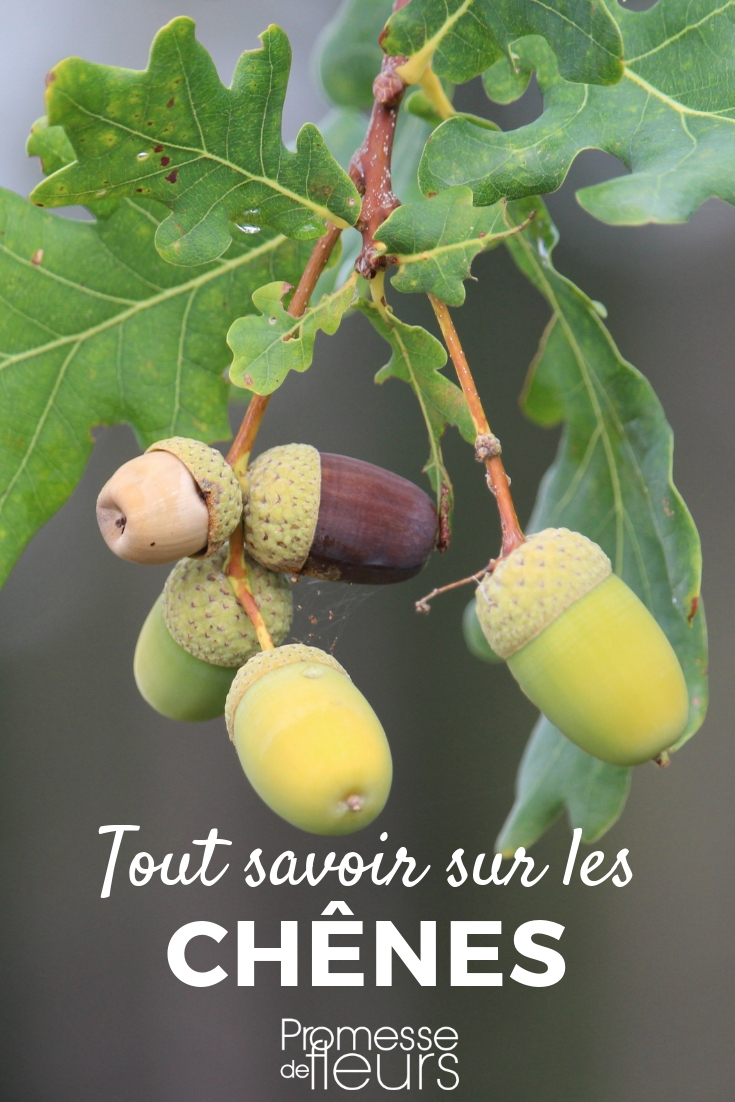 Roble, quercus: plantar, podar, cuidar