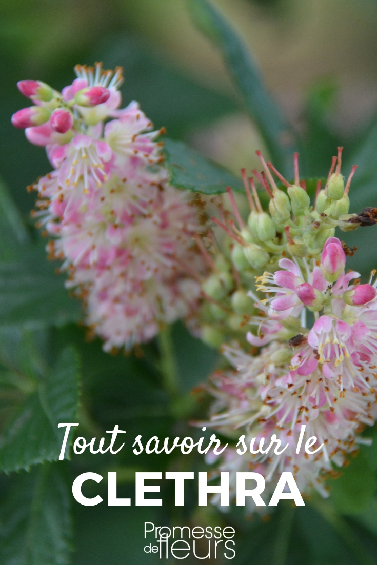 Clethra: plantar, podar, cuidar