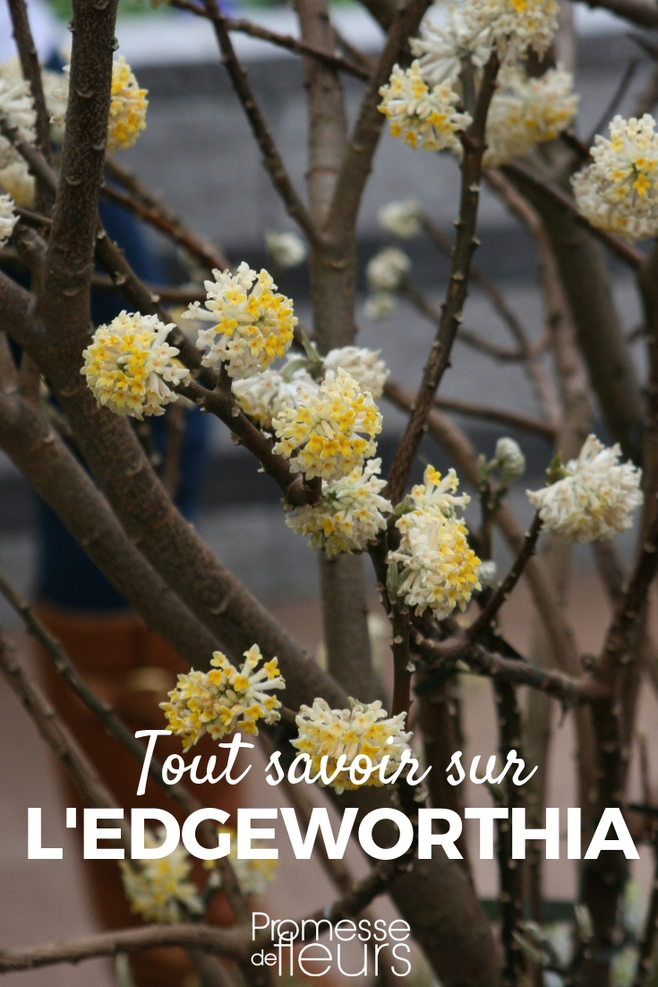 edgeworthia - arbusto de papel