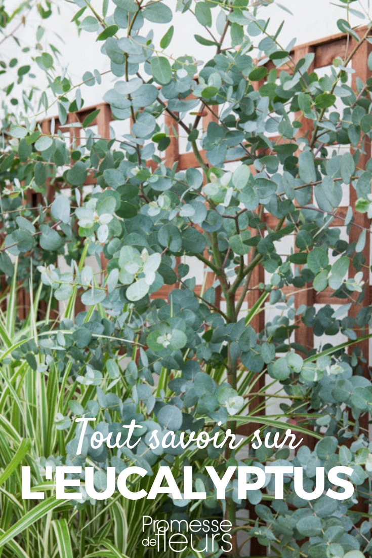 eucalipto: plantar, podar, cuidar