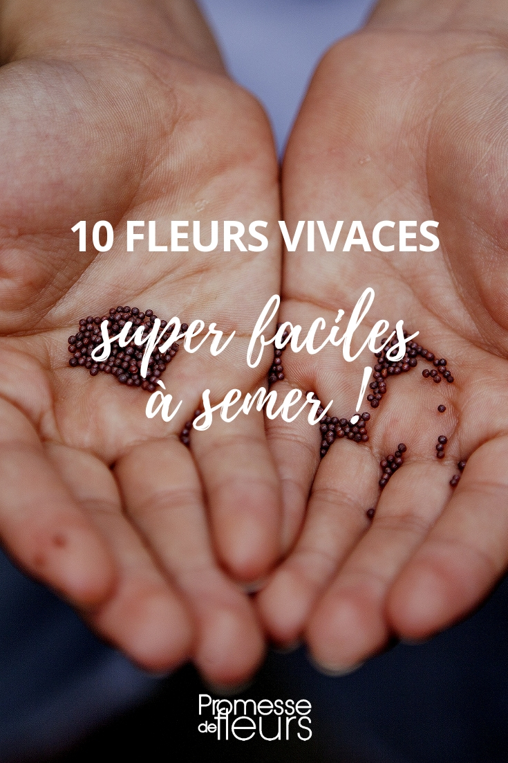 10 flores perennes fáciles de multiplicar por semillas