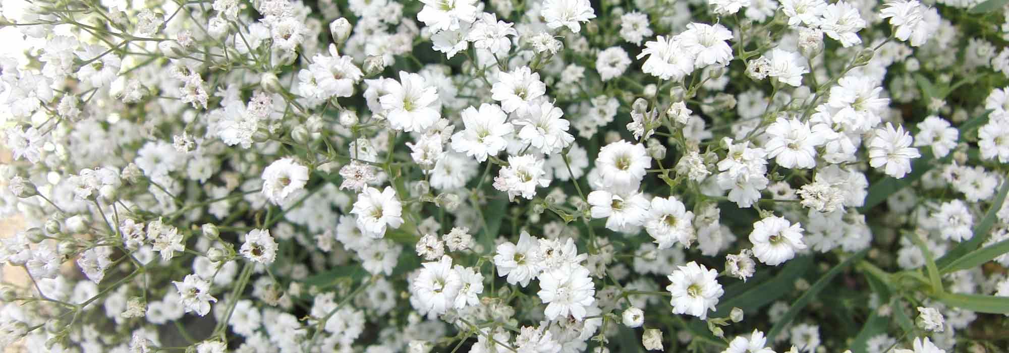 Gypsophila: Plantación y cuidado