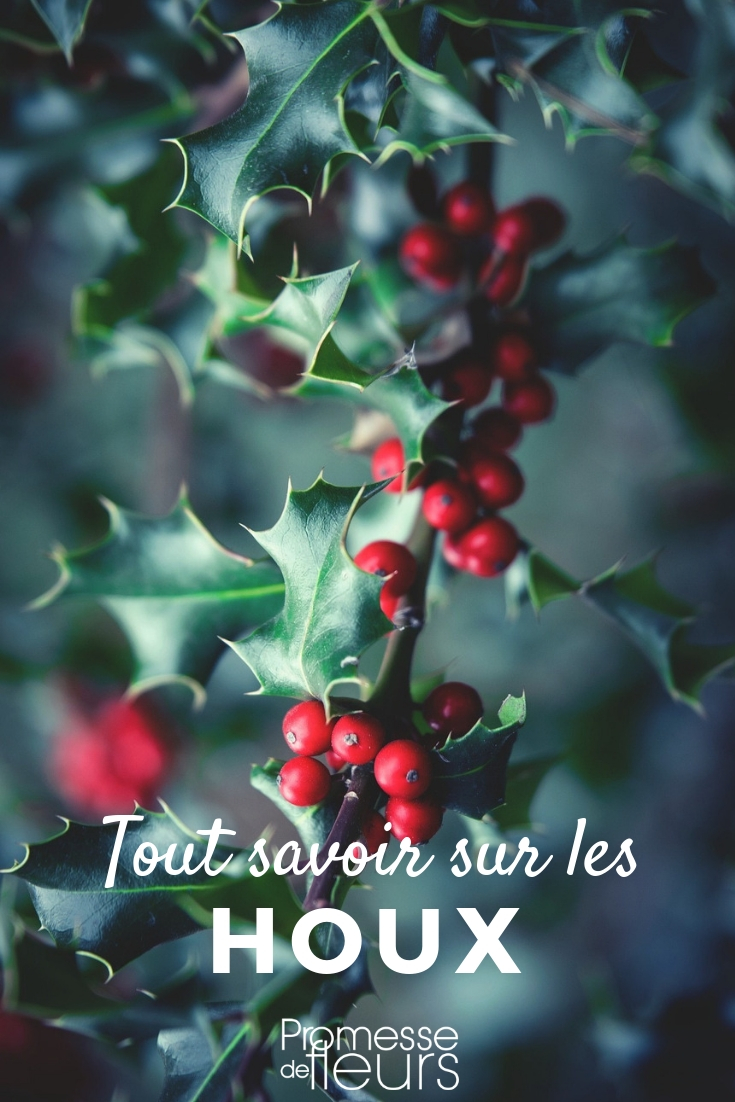 ilex" (en español, "acebo").