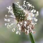 10 buenas razones para dejar que las malas hierbas retoñen.