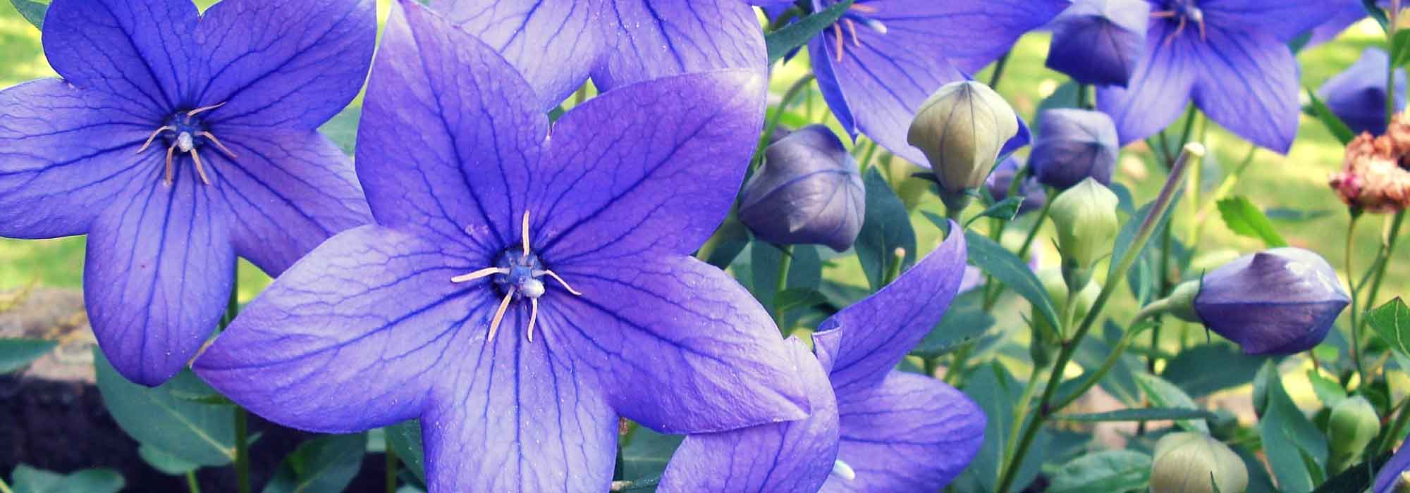 Platycodon: Plantación, cultivo, cuidado