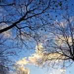 ¿A la Santa Catalina, todo árbol echa raíces?