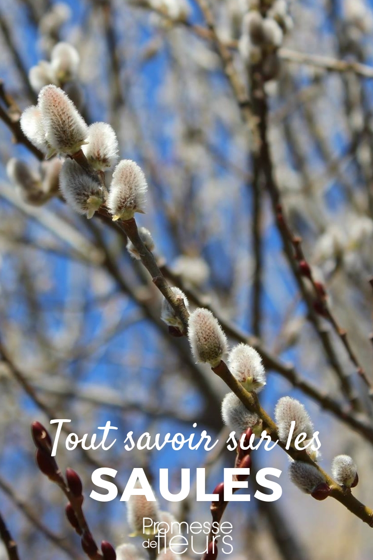 Sauce, salix: plantar, podar, cuidar