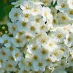 La poda de arbustos de floración primaveral