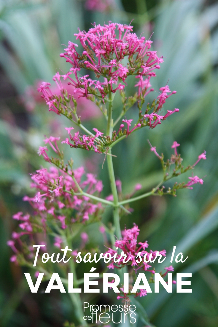 Valeriana, centranthus: sembrar, plantar, cultivar