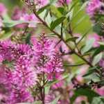 Hebe Verónica: plantar, podar y mantener