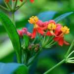 Asclepias: sembrar, plantar y cuidar