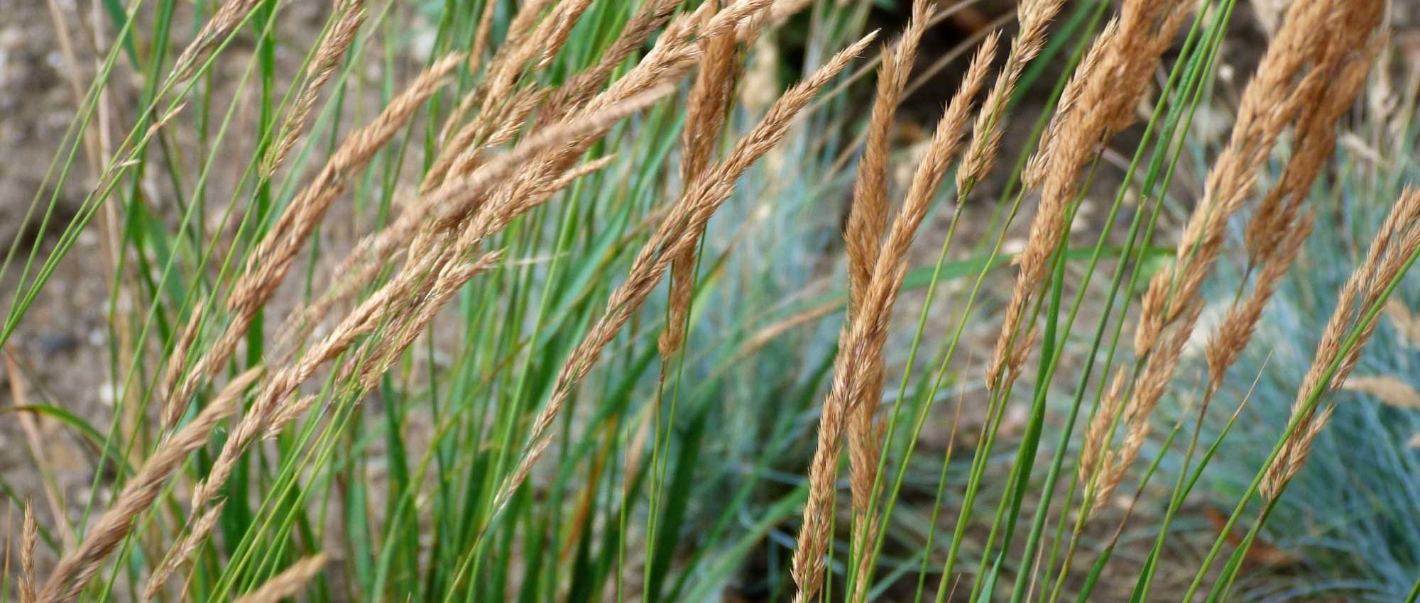 Calamagrostis: plantar, cultivar y cuidar