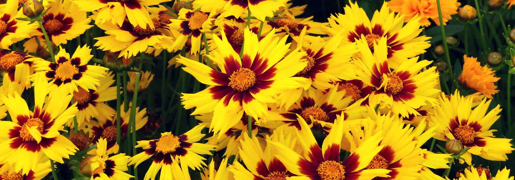 Coreopsis: sembrar, plantar, cultivar