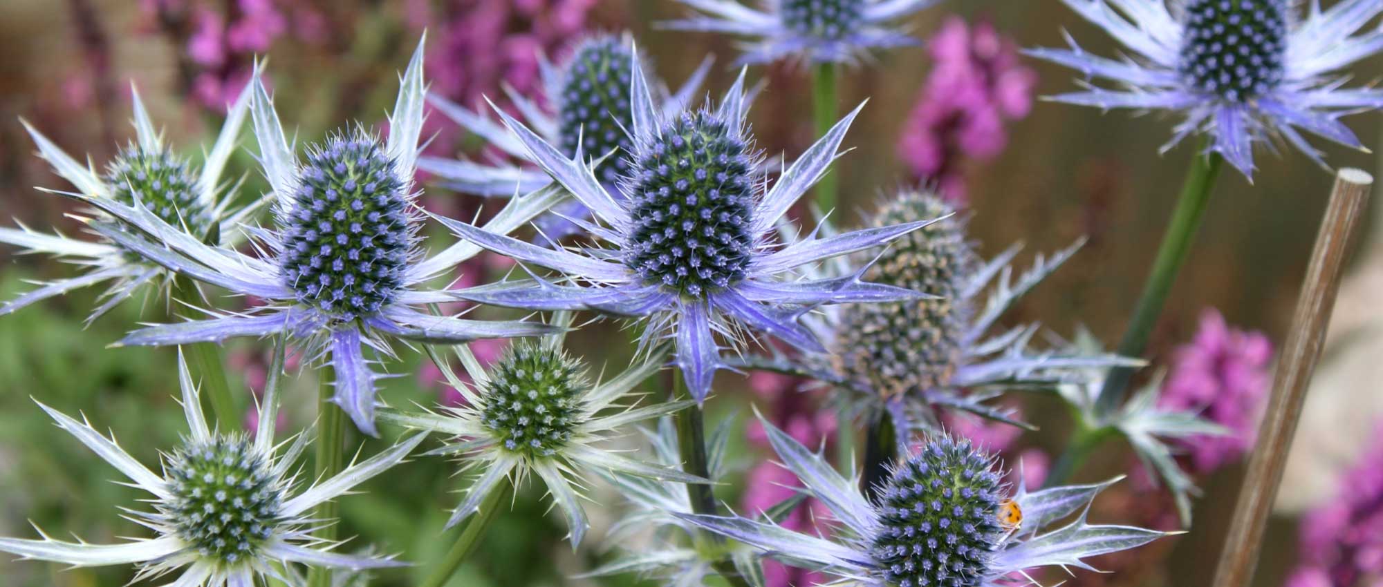 Eryngium, Panicaut: Plantación, cultivo y cuidado