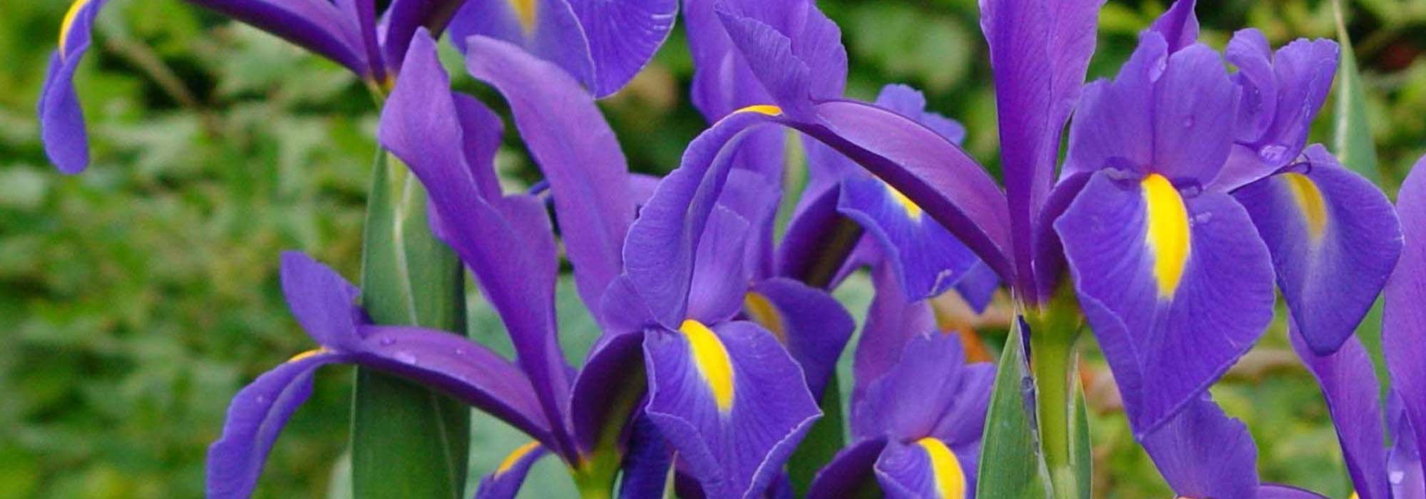 Iris de Holanda: plantar y cultivar