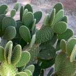 Opuntia, Cactus raqueta: Plantación, cultivo y mantenimiento